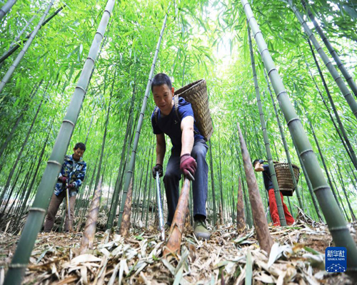  貴州赤水：采收竹筍
